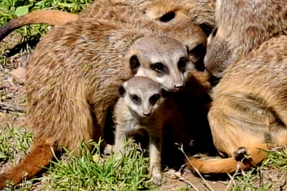 Erdmännchen Jungtier mit Erdmännchen Alttier in einer Erdmännchen-Gruppe